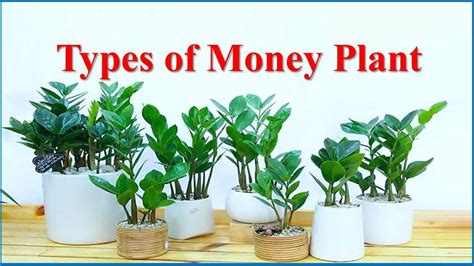 Money Plant: Benefits, Types, Care & All You Need to Know .